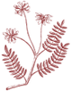 Rooted in Ayurveda