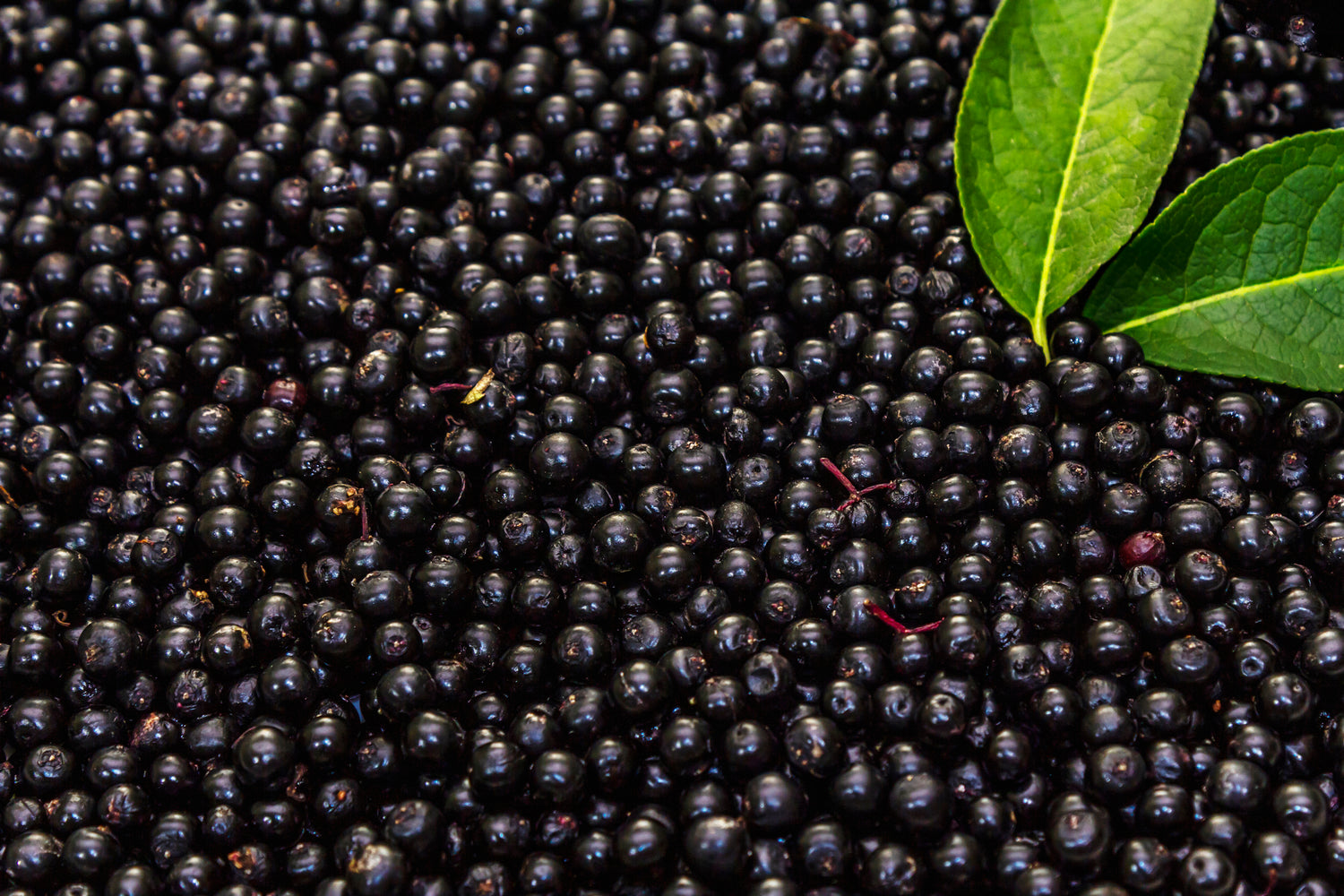 Close-up of dark berries with green leaves on a black background