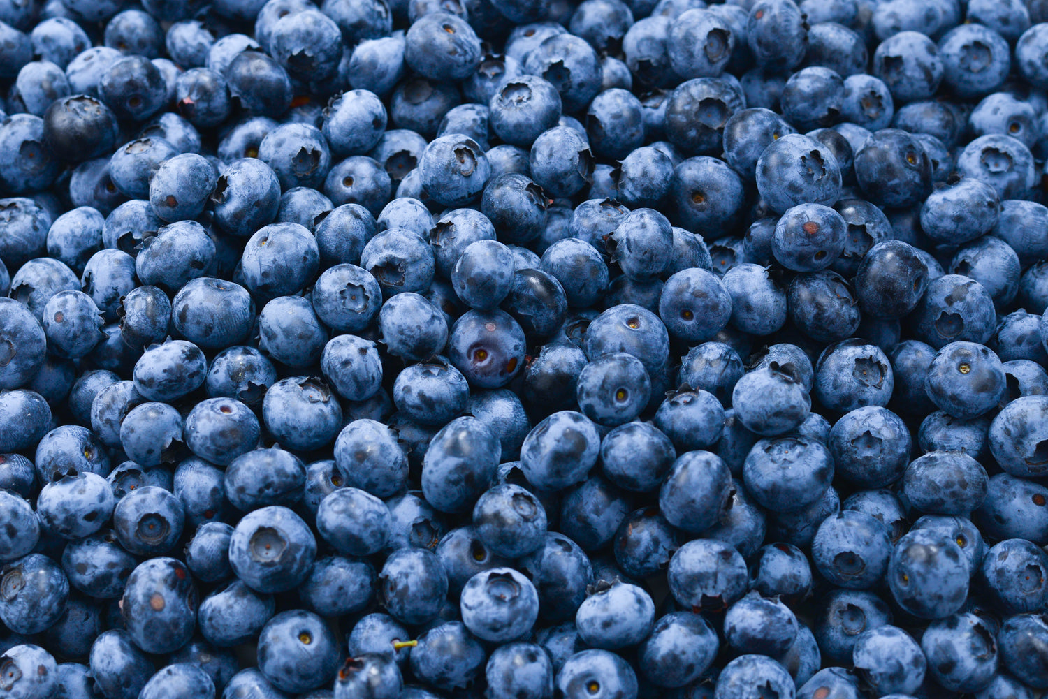 Close-up of a pile of blueberries