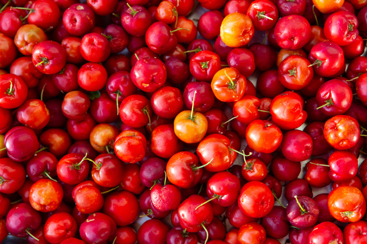 Close-up of a pile of red and yellow cherries