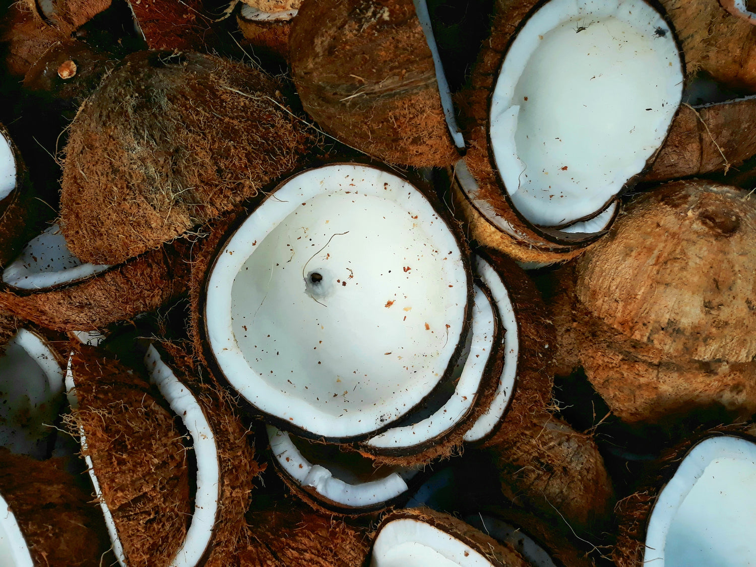 Coconut shells with white interiors on a dark background