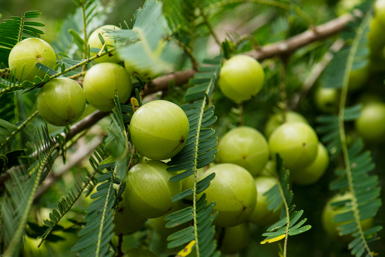 amla berries on a branch with leaves