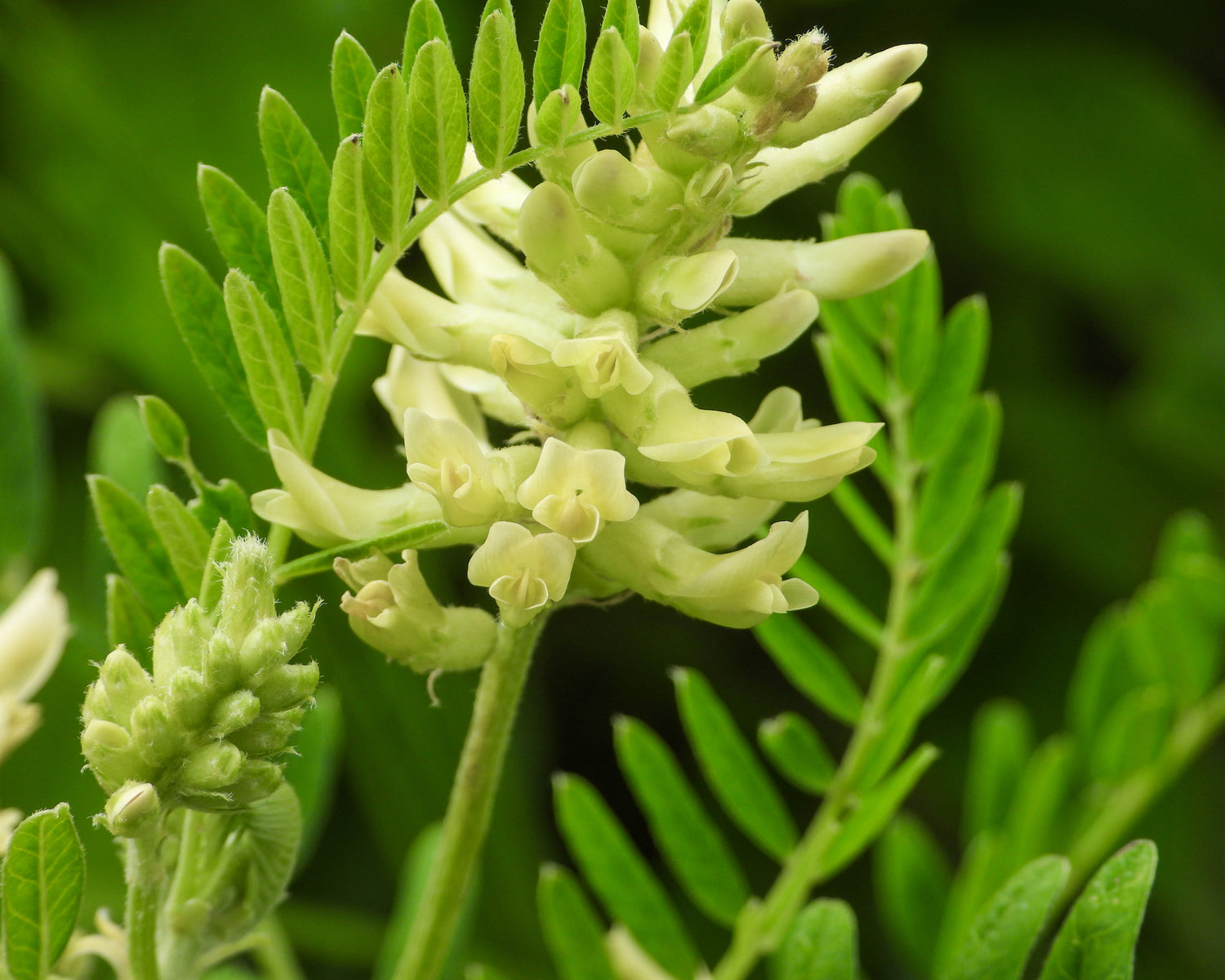 Close-up of a green plant with small flowers and leaves.