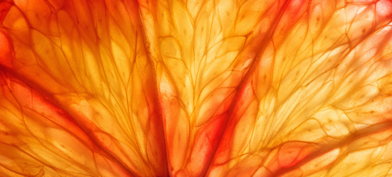 Close-up of a leaf with vibrant orange and red colors