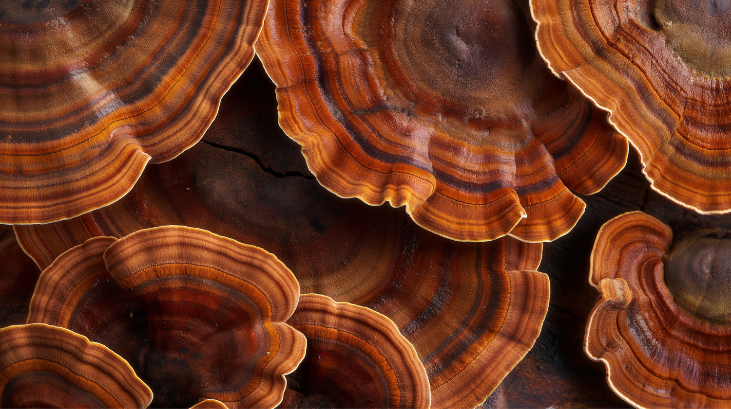 Close-up of reishi mushrooms