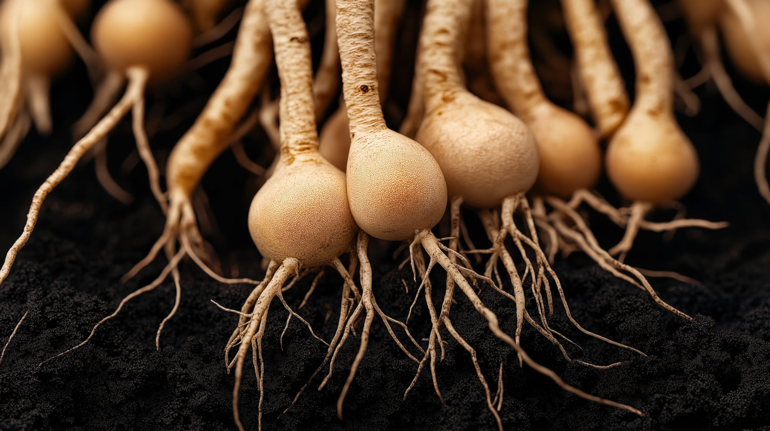 Close-up of root vegetables with visible roots on a dark background