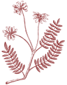 Decorative floral design of astragalus in red.