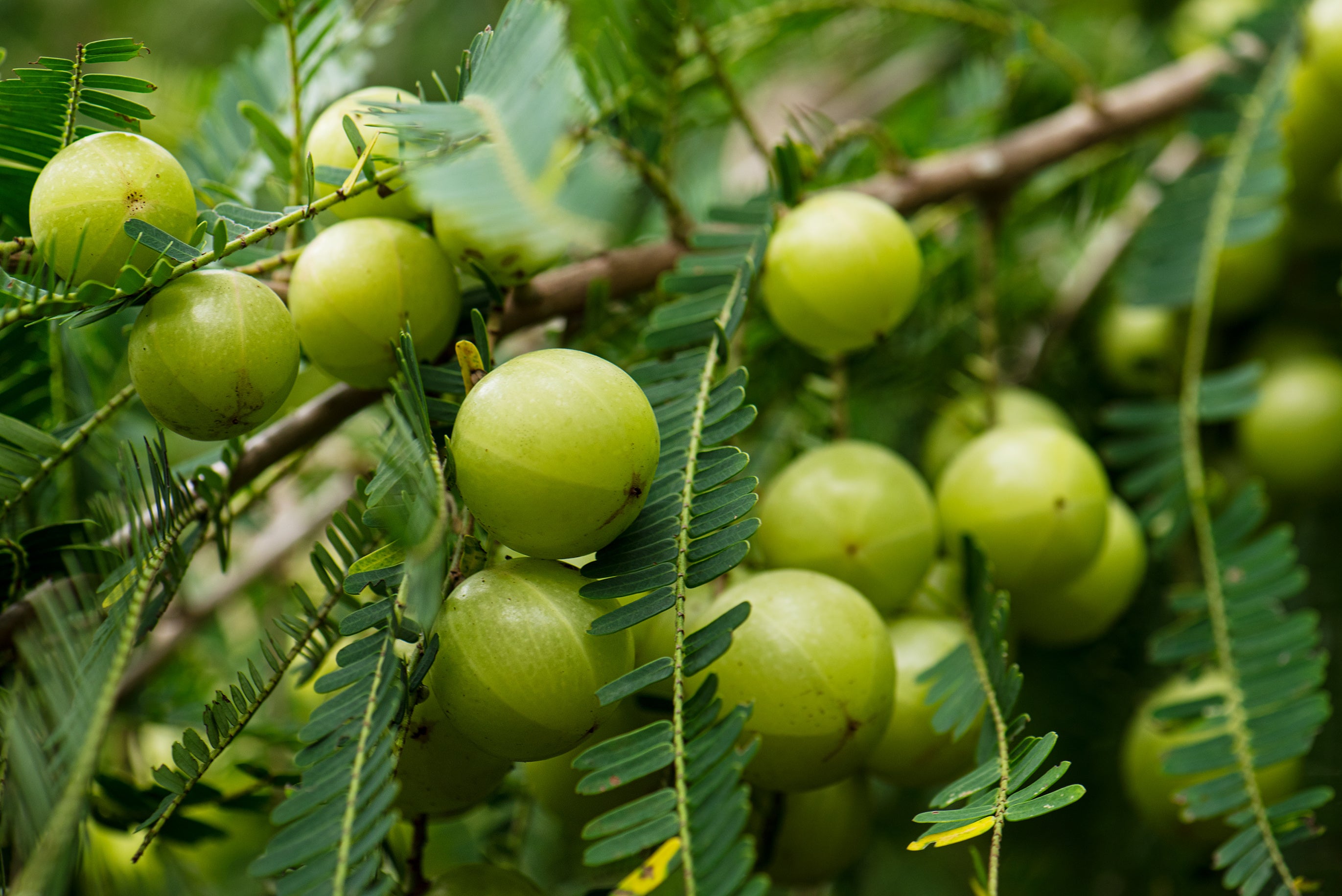 Amla
