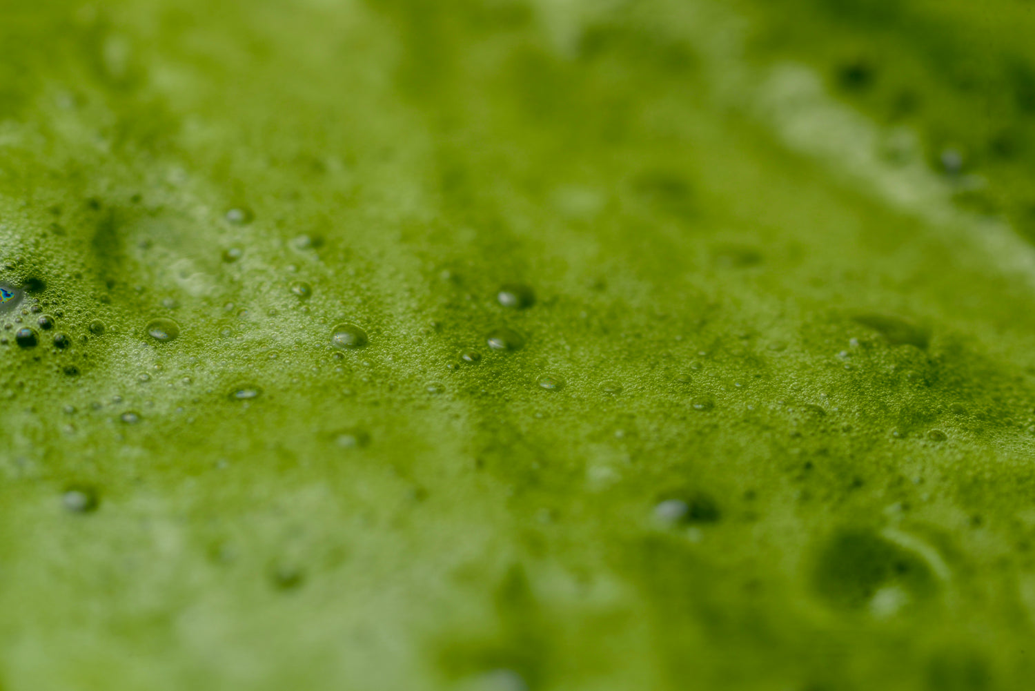 Close-up of green foam texture