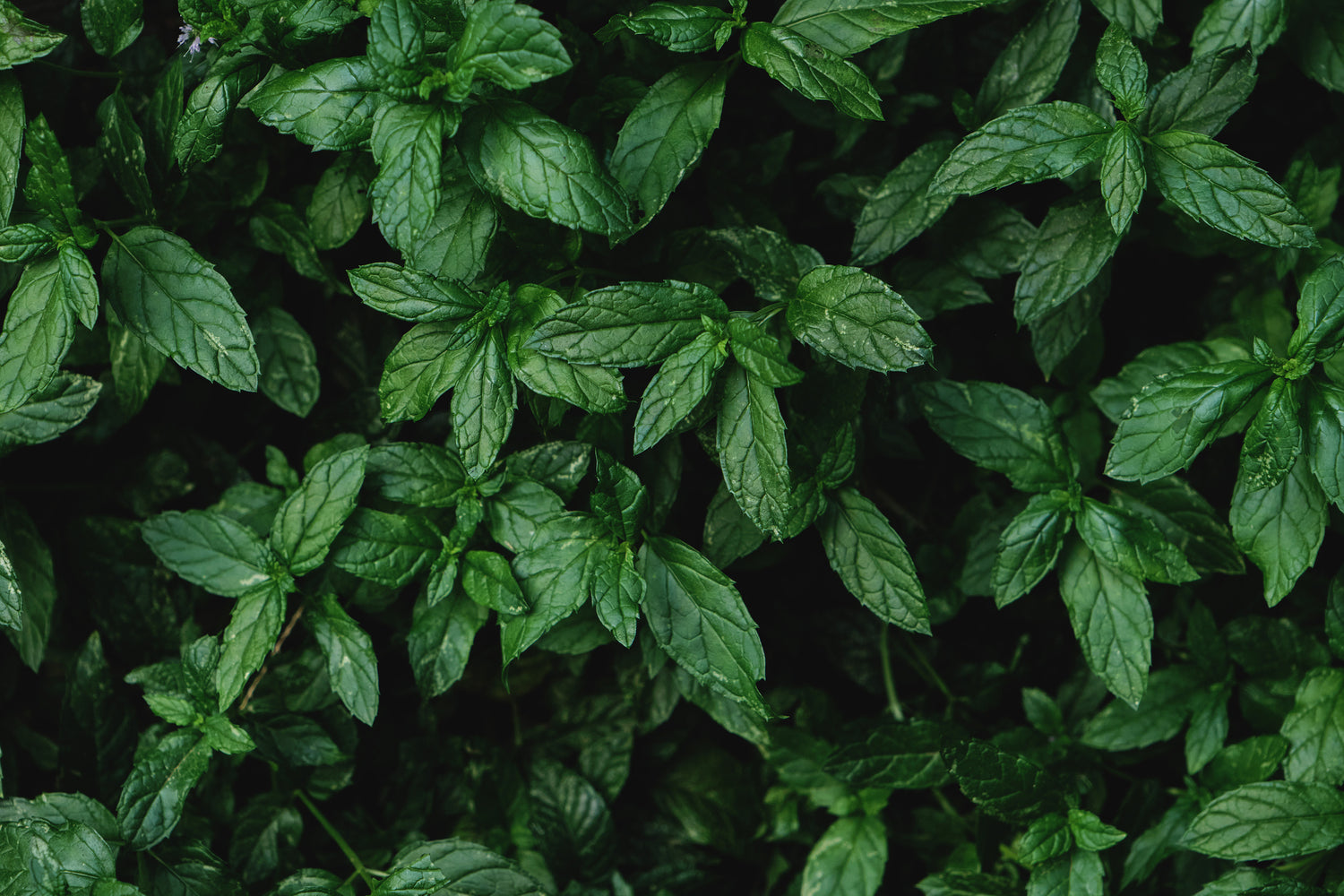 Close-up of a dense patch of mint leaves