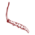 Artistic representation of a red root on a transparent background